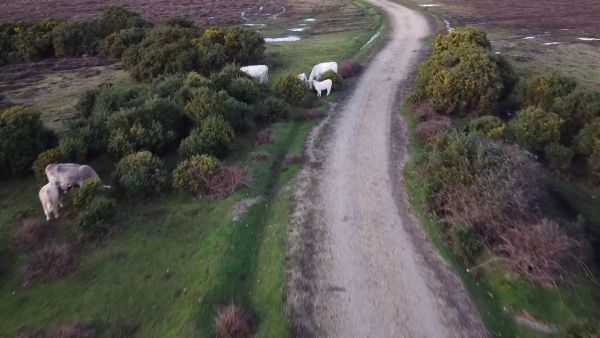 Soggy New Forest Mavic Mini